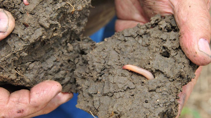 Hands holding two clods of soil with earthworms poking out