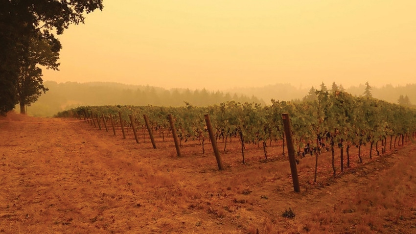 Thick smoke in Oregon vineyard.