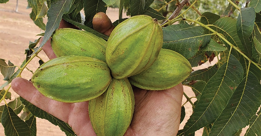 jake-montz-pecans.jpg jake-montz-pecans.jpg