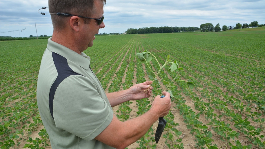 A man holding soybean plants in each hand while standing in a young soybean field