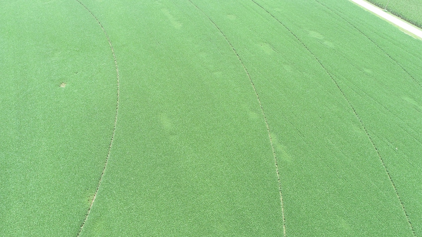 Aerial view of a soybean field with rows of weeds