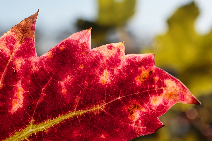 grapevine-disease-GettyImages-490100172.jpg grapevine-disease-GettyImages-490100172.jpg