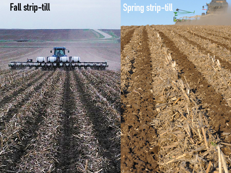 fall strip-till vs spring strip-till