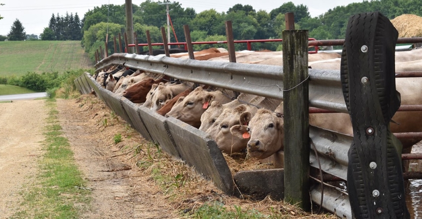 cows at feeder