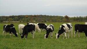 Dairy cows grazing in pasture