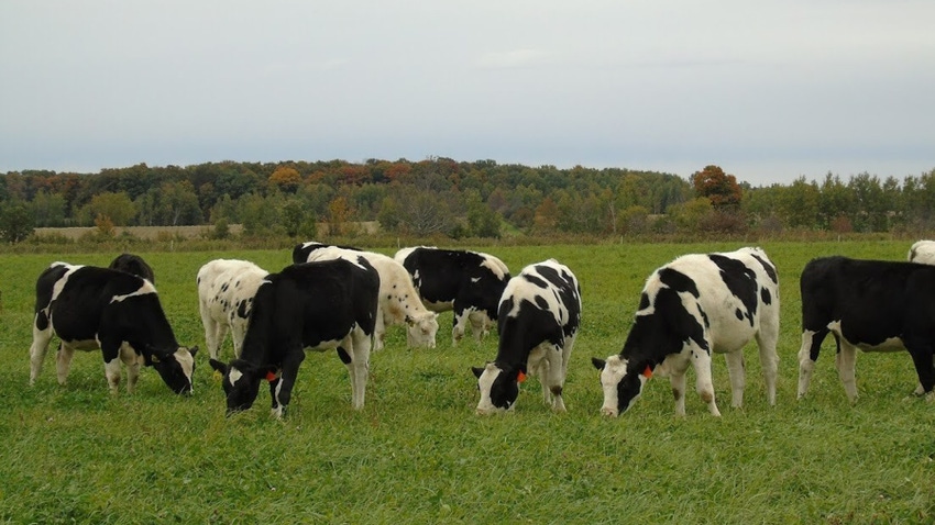 Dairy cows grazing in pasture Dairy cows grazing in pasture