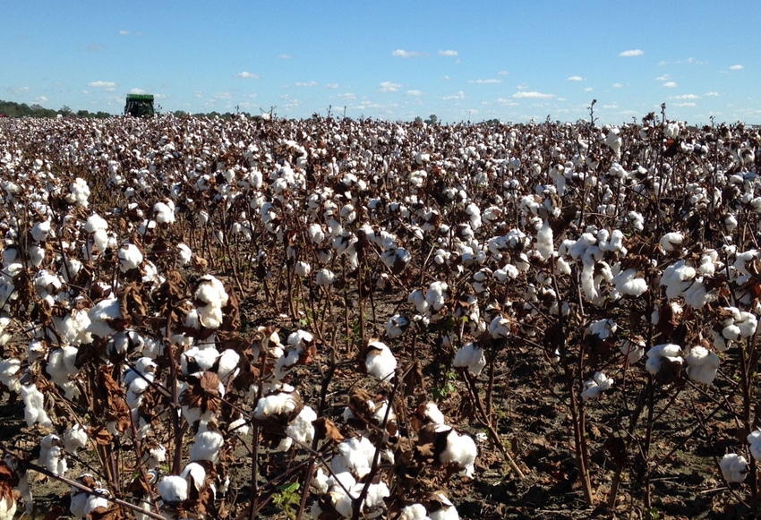brad-haire-sefp-cotton-harvest-1-GA-a.jpg