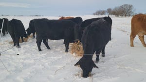 Cows in snow-covered field eating hay in front of wire fence