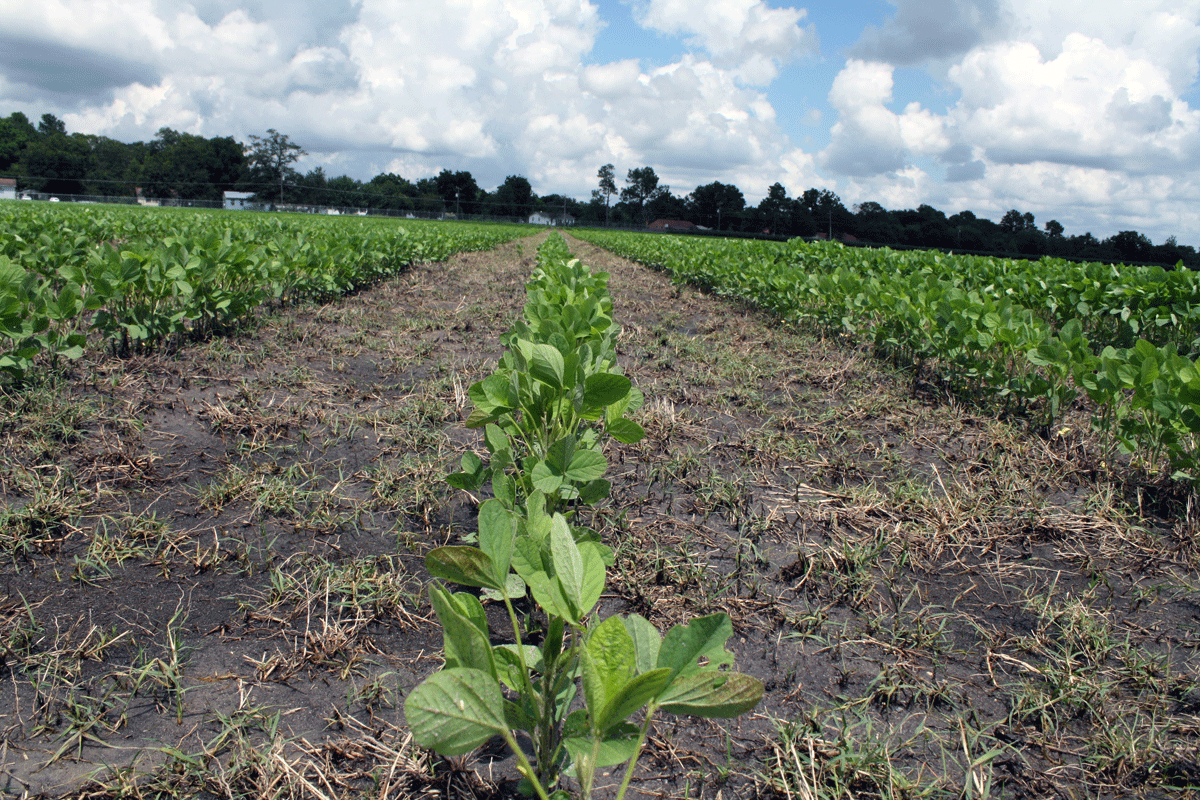 Don’t lose a half bushel of soybeans per day with late planting
