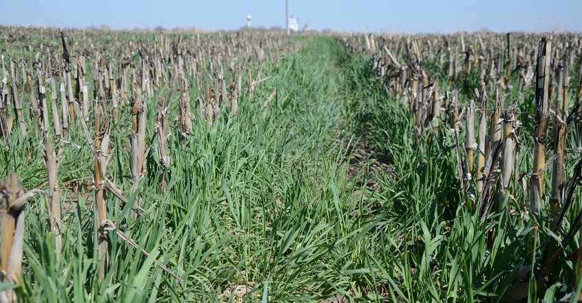 cereal rye cover crop growing in a field in Butler County