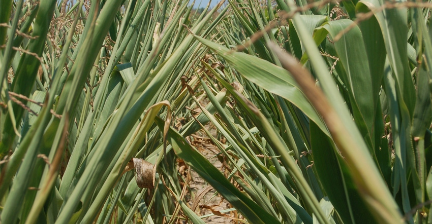 drought-impacted corn
