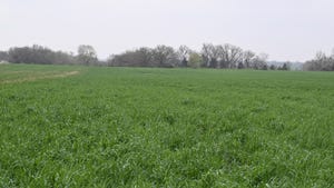 Green field of cover crops