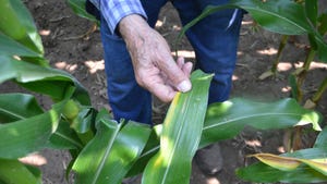 hand holding corn leaf with sulfur deficiency symptoms