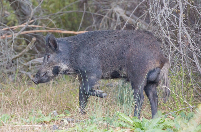 feral-hog_CA_GettyImages-587931524.jpg feral-hog_CA_GettyImages-587931524.jpg