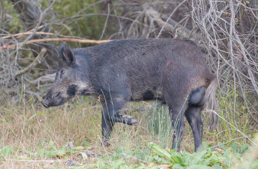 feral-hog_CA_GettyImages-587931524.jpg