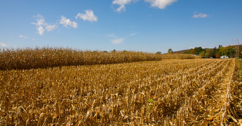 Cornfield after harvest Cornfield after harvest
