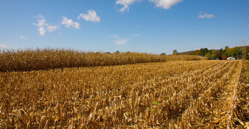 Cornfield after harvest