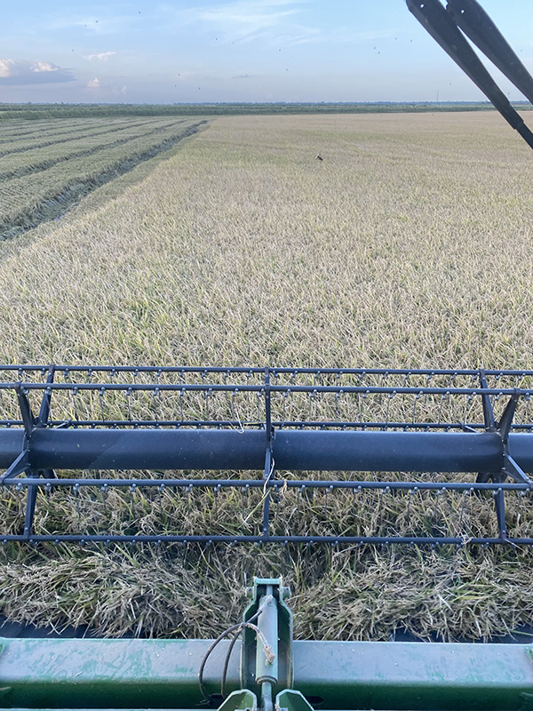 Texas rice notches good year