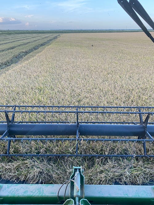 lg-raun-rice-harvest-20-field.jpg