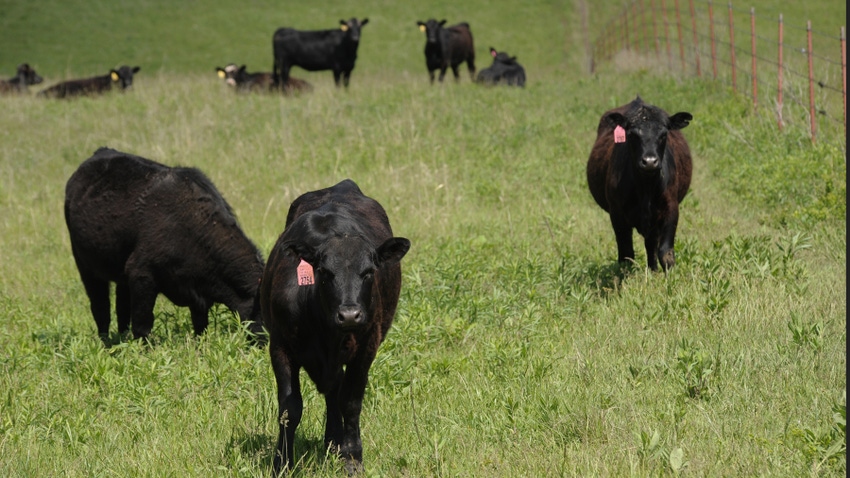 Black cattle in field