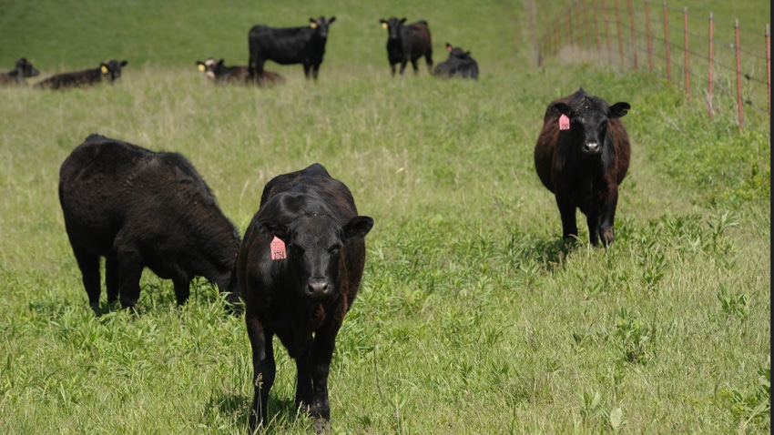 Black cattle in field Black cattle in field