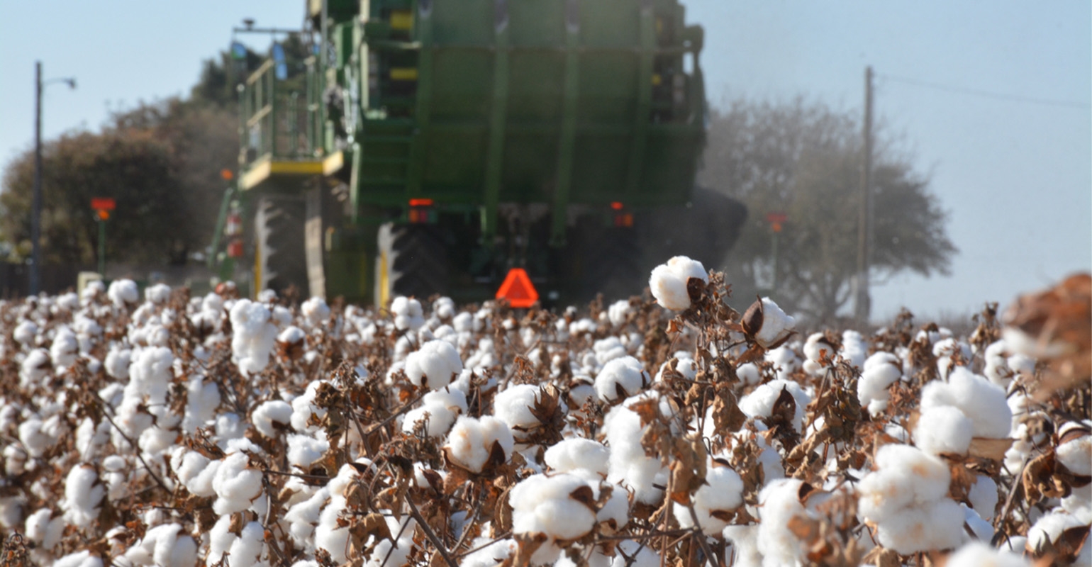 Brazil Inches Closer to Unseating US as Top Cotton Exporter