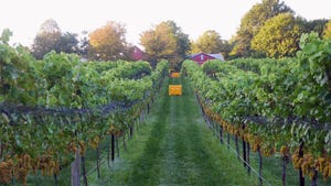 Rows of grapes at a vineyard ready for harvest