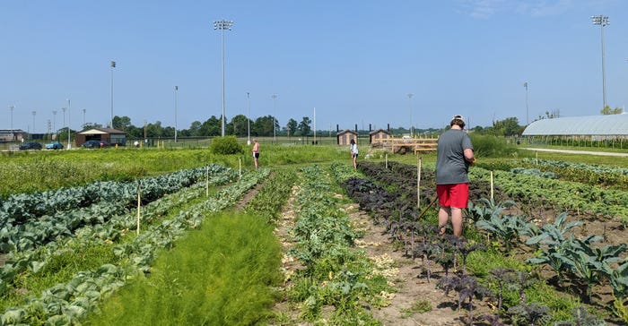 Purdue Student Farm workers are preparing for a mid-July harvest