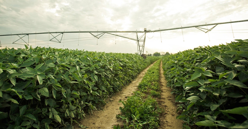 irrigation in soybeans