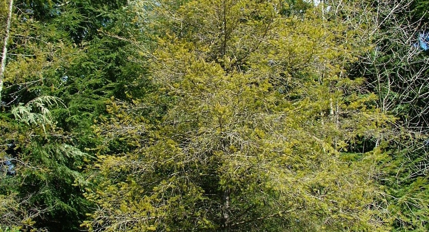 WFP-OSU-hemlock-fir.jpg WFP-OSU-hemlock-fir.jpg