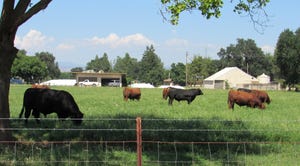 WFP-hearden-cattle-shade.JPG