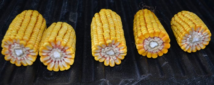 5 ears of shucked corn lying in a row