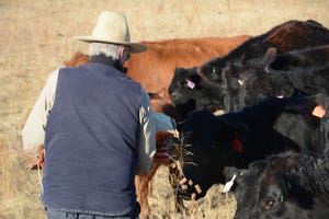 12-19-protein-feeding-cows.jpg