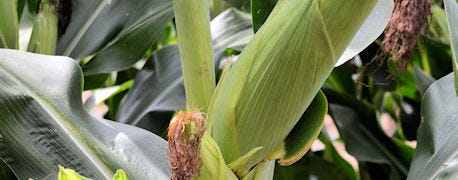 high_yield_corn_helps_adjust_cornell_nitrogen_guidelines_1_635448597055473010.jpg