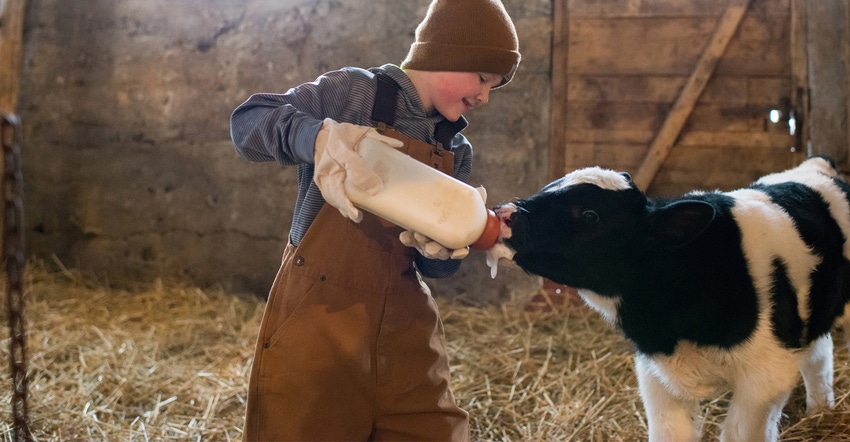 Young boy with dairy cow Young boy with dairy cow