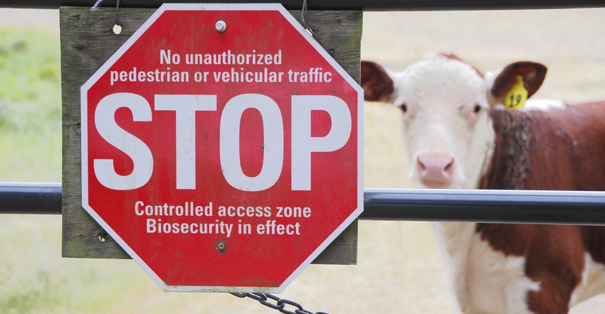 Calf standing behind fence with Stop sign on it