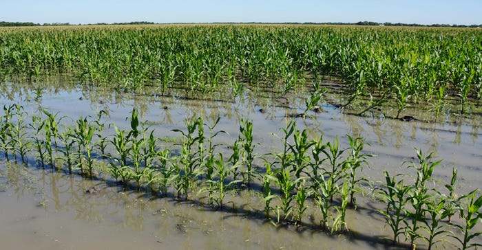 Russell-extension-corn-flood.jpg