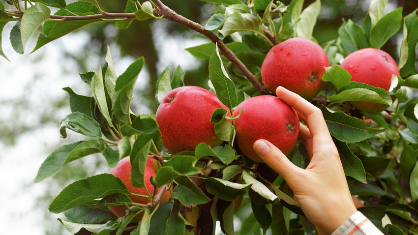 hand grabbing for red apple on tree branch