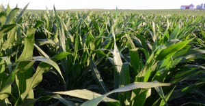Closeup of Corn stalks in field