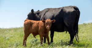 8-09-21 beef cattle cow-calf pair in grass_FDS_Debibishop_iStock_Getty Images-990656458.jpg
