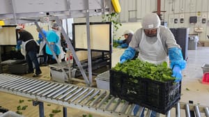 packing spinach packing spinach