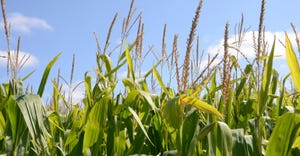 field of mature corns with tassels against blue sky