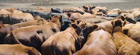 usda_cattle_feed_report_bigger_expected_march_placements_bit_bearish_1_635654879915930649.jpg