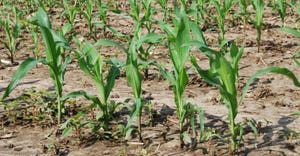 Corn emerging from ground