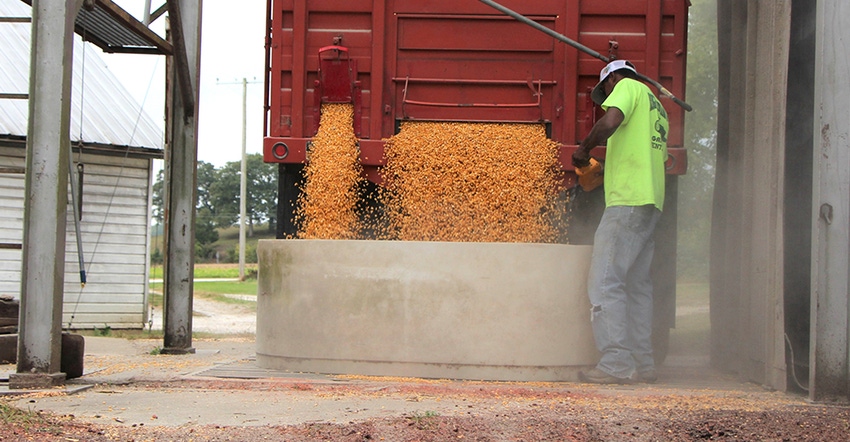 Trent Edwards unloads a truck full of corn at Brakensiek Farm 