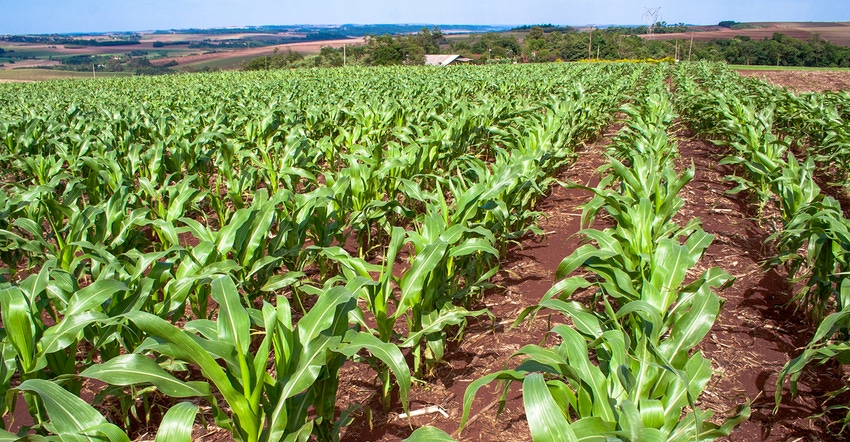 field of young corn plants