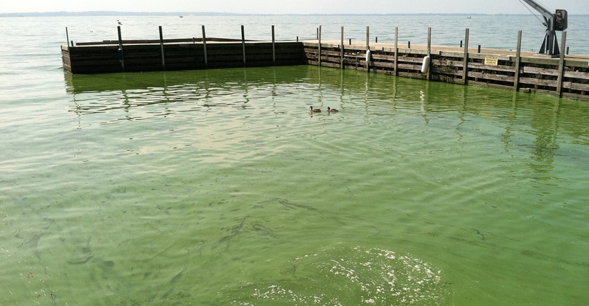 Algal bloom in Lake Erie, Kelley's Island