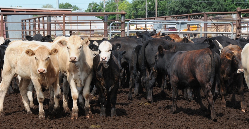Beef feedlot USDA.jpg Beef feedlot USDA.jpg