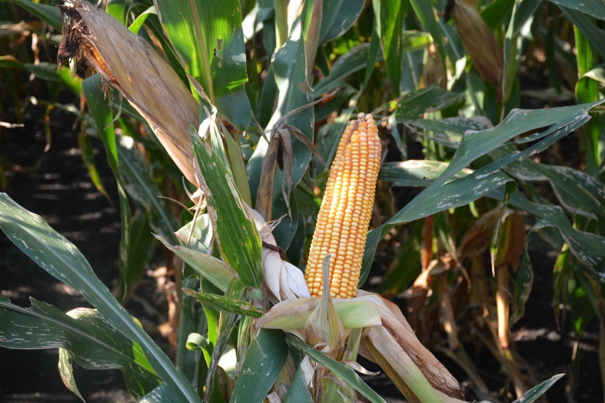 Record Corn Yield