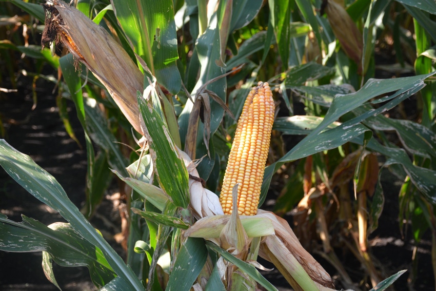 Record Corn Yield Record Corn Yield